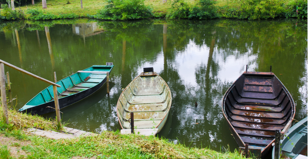 Les oiseaux du Marais poitevin, une balade au cœur du marais sauvage