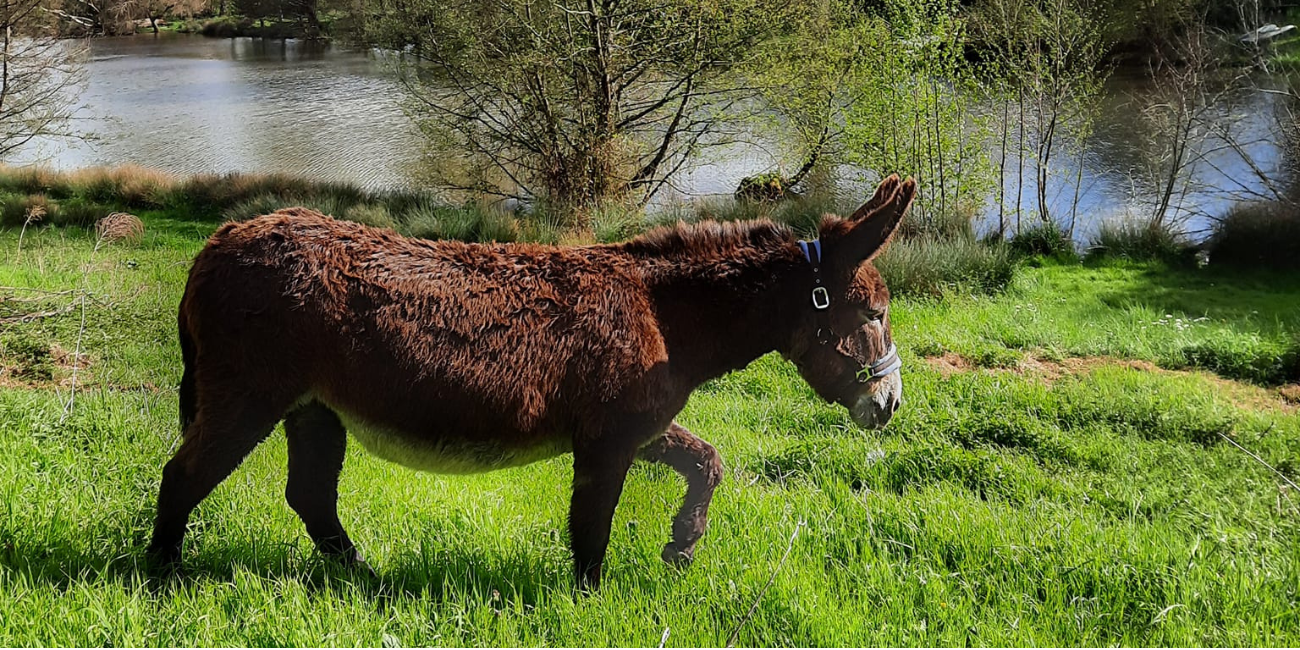 La ferme du petit âge, pour tout savoir sur les animaux de ferme !