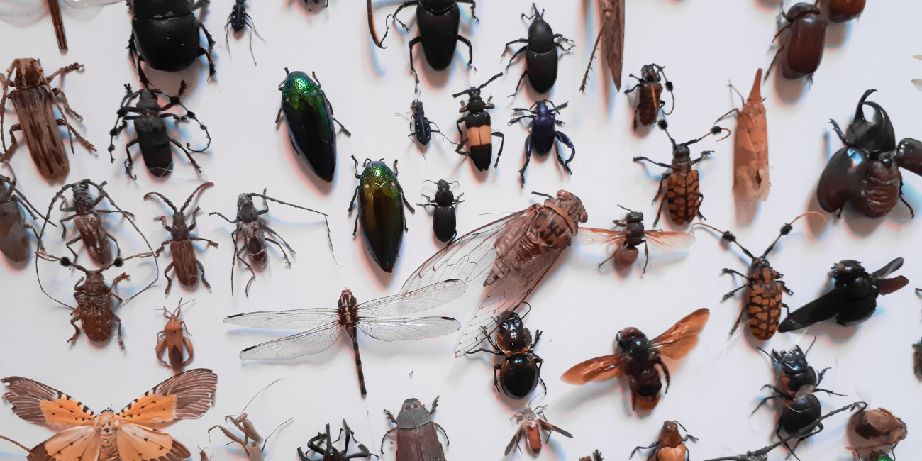 "Le monde des insectes", atelier 6-8 ans à l'Espace Mendès France de Poitiers 