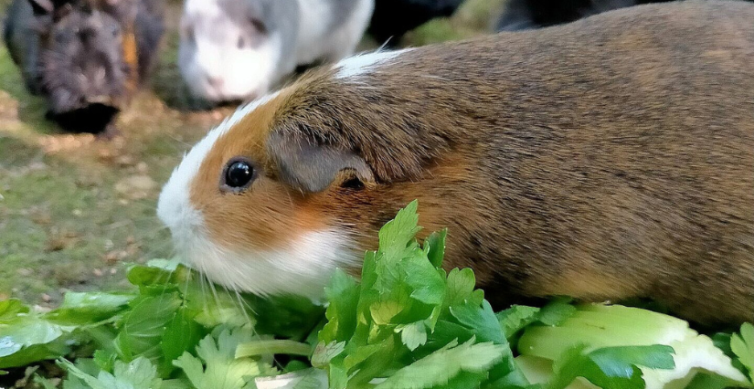 En apprendre plus sur les animaux sauvages et domestiques, animations enfant au Bois de Saint-Pierre