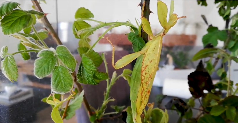 "Le monde des insectes", atelier 6-8 ans à l'Espace Mendès France de Poitiers