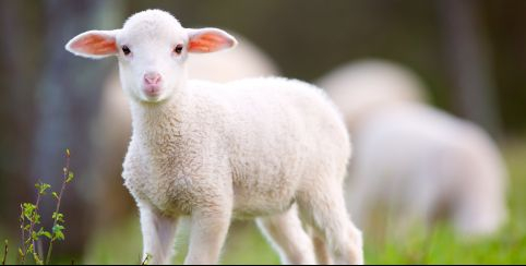 Mouton Village, un parc animalier familial