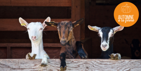 Visite en famille de la Ferme du Petit Logis à La Crèche, l'Automne à la ferme dans les Deux-Sèvres