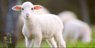 Mouton Village, un parc animalier familial
